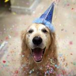 SEASONAL Happy birthday dog SEASONAL